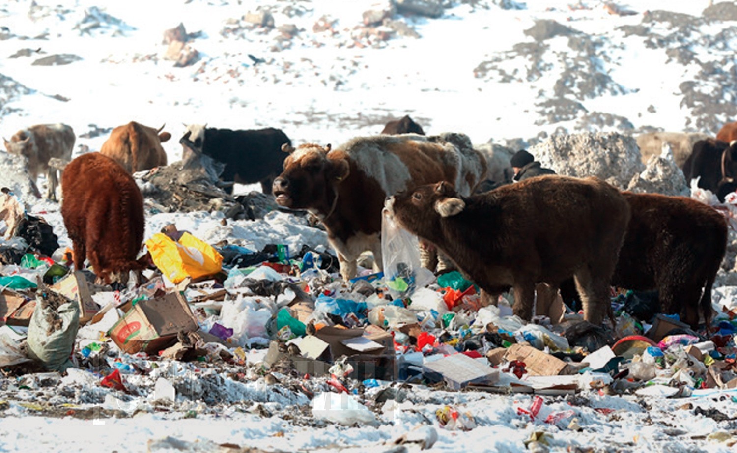 Хогоор бордсон үхрийн мах 2000 төгрөгөөр аваарай