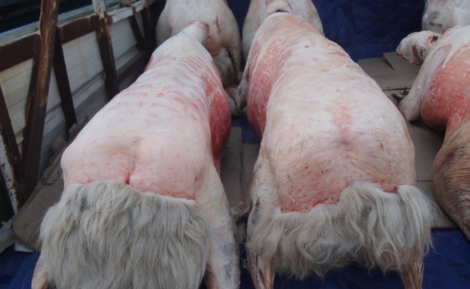 Ууц 100-250 мянган төгрөгийн үнэтэй байна